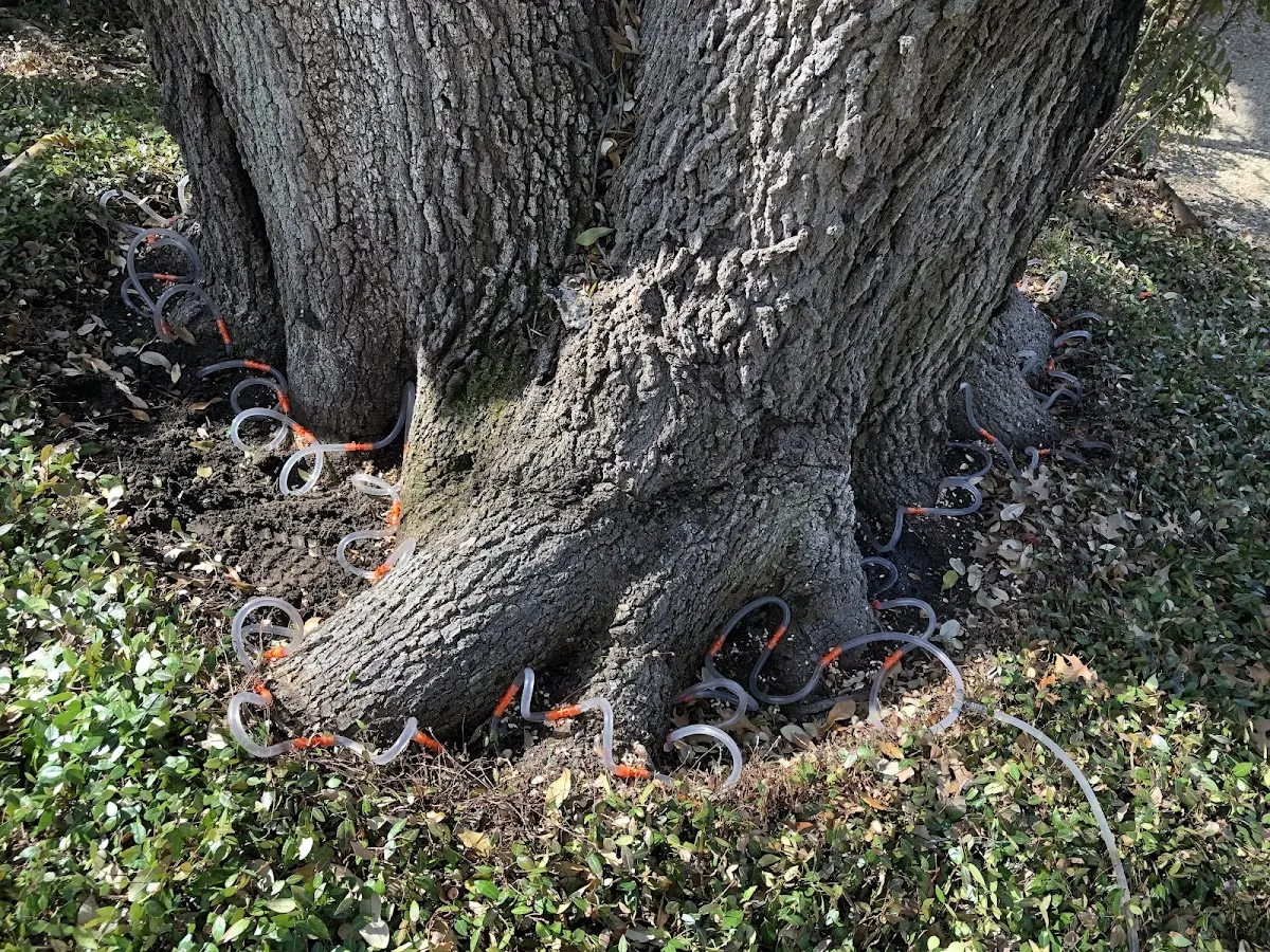 Detailed Tree Cabling and Bracing job site in Cave In Rock