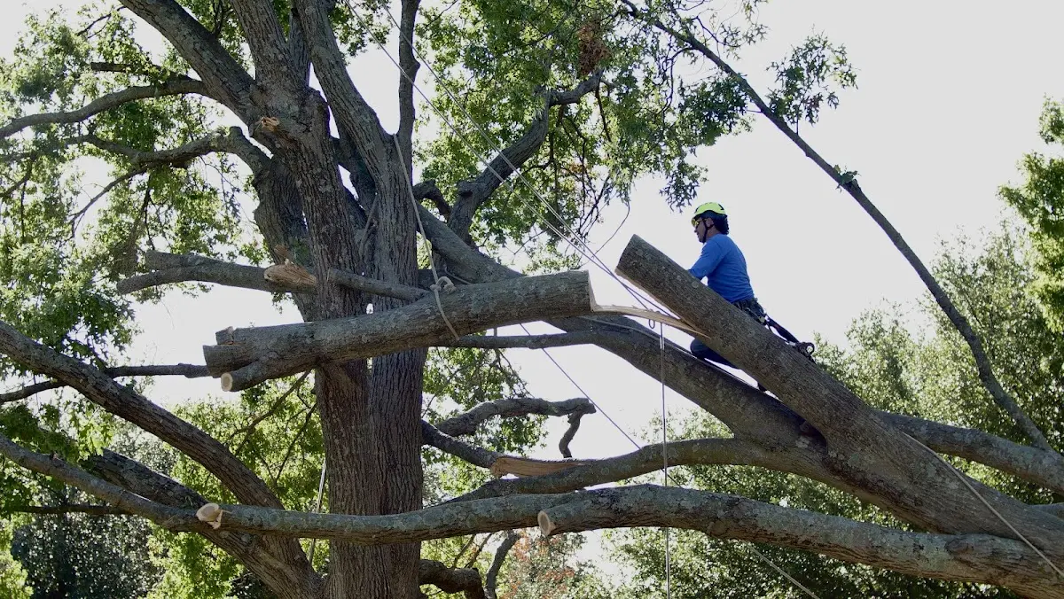 Professional Crown Thinning performed by certified arborists in Cave In Rock