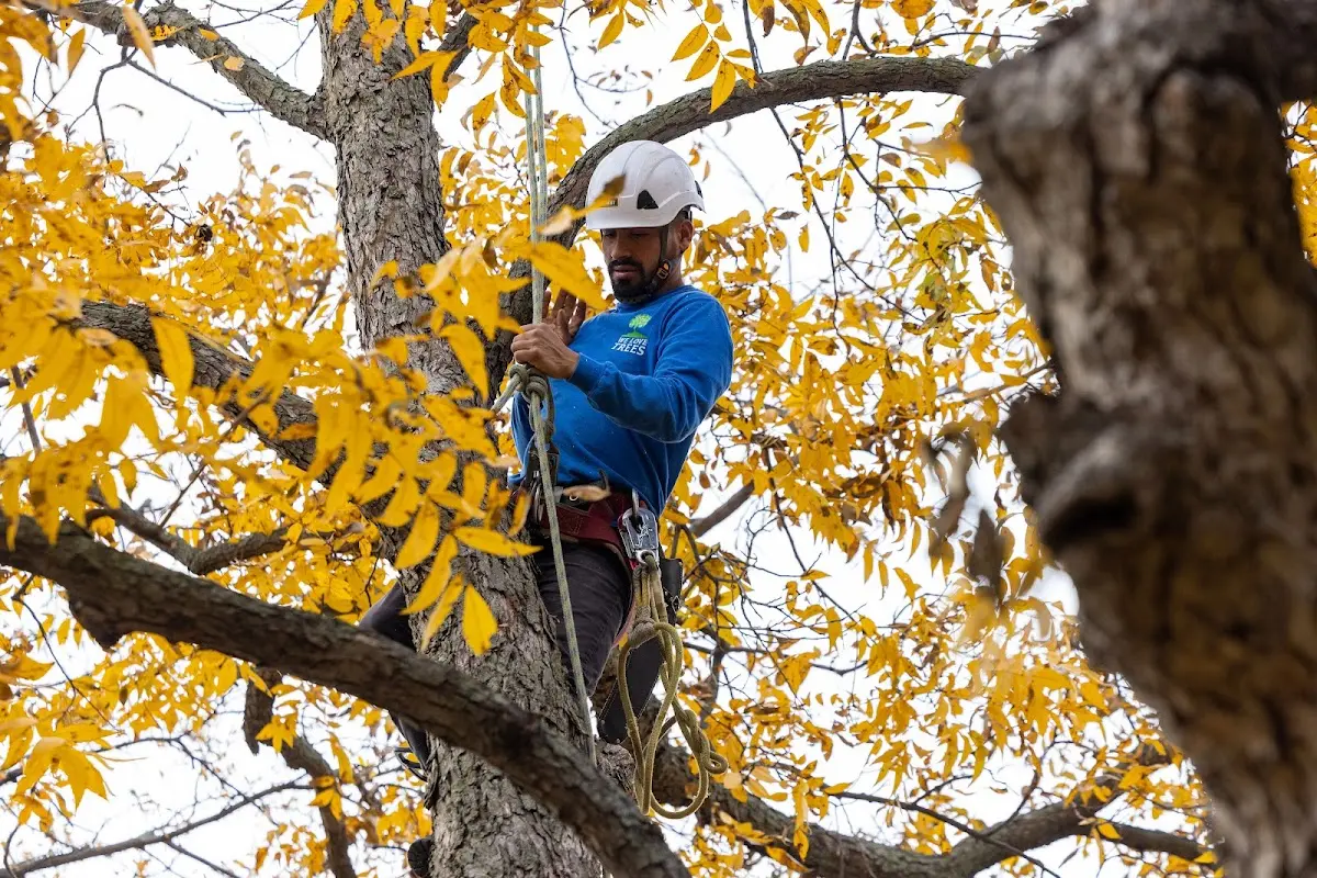 Skilled Tree Pruning crew working in Cave In Rock