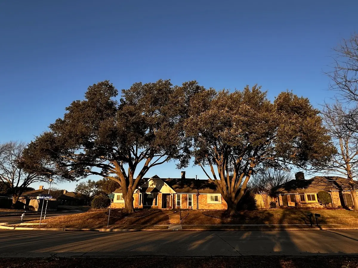Established residential canopy tree shading a home in Cave In Rock